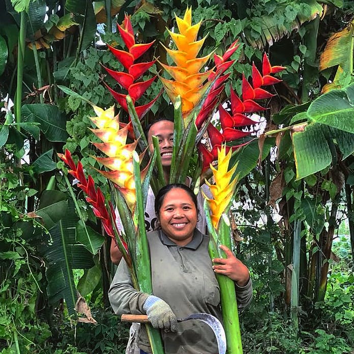 Heliconia