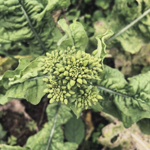 Broccoli Raab / Rapini/ Rabe