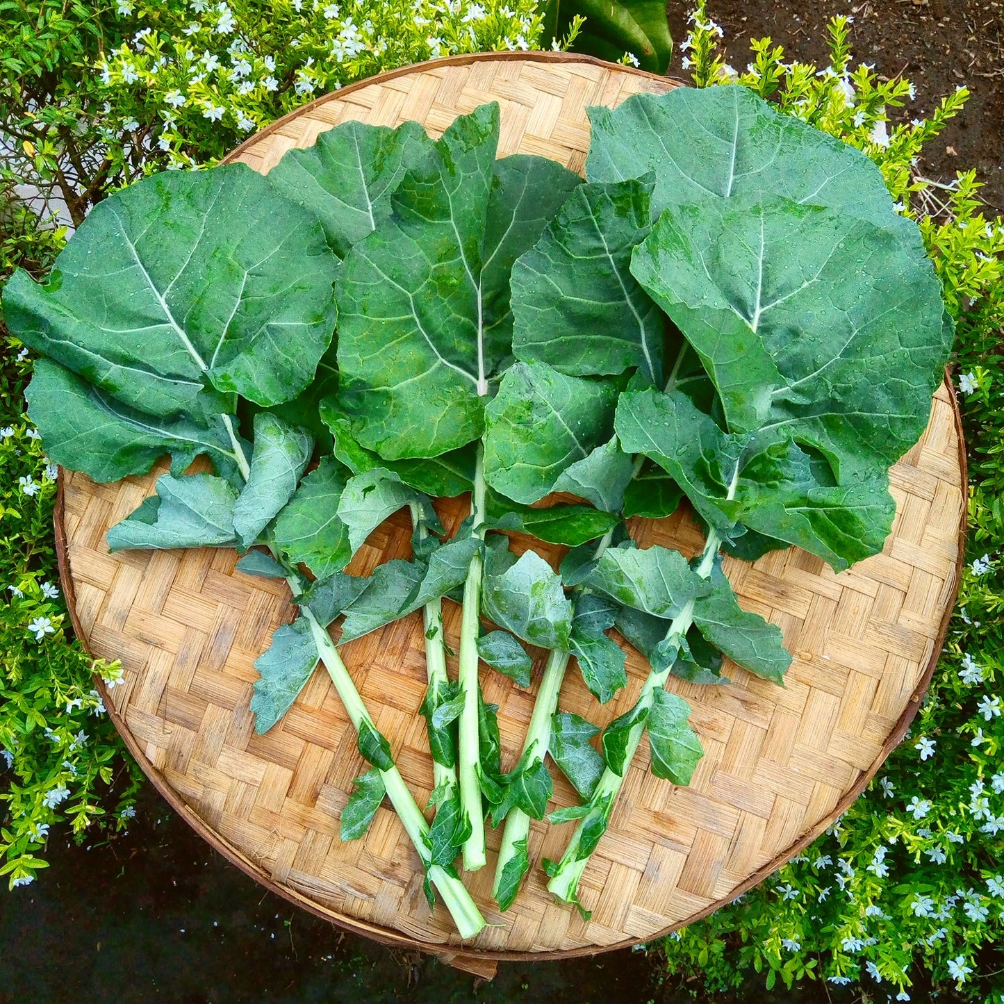 Broccoli - Spigariello Leaf