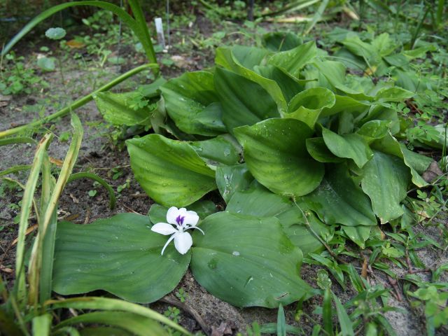 Sand Ginger, Lesser Galangal