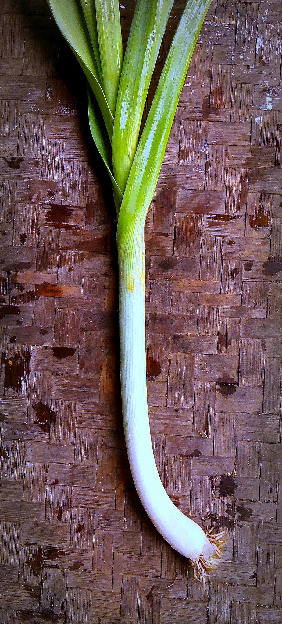 Onion Leaf - Leek
