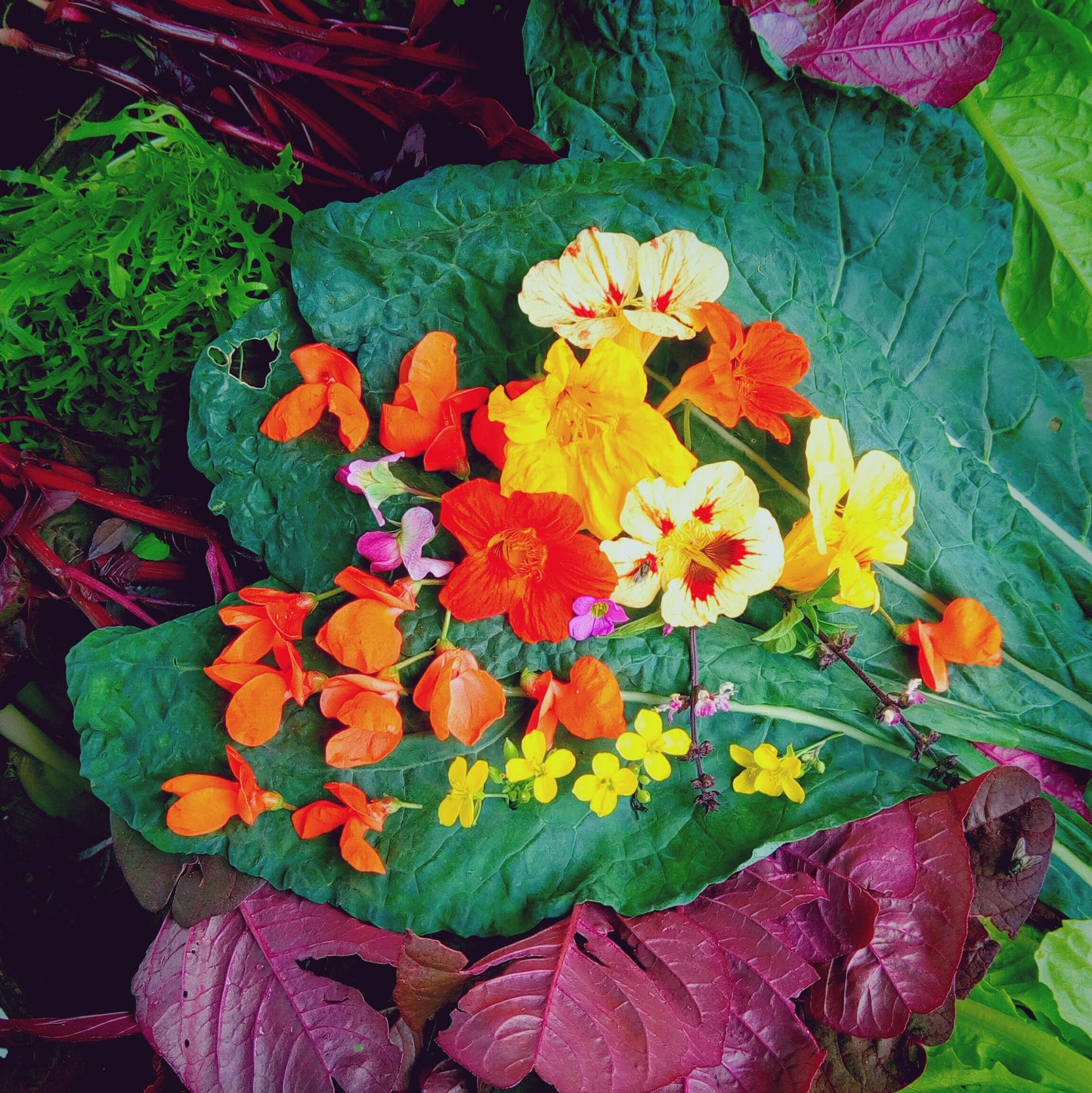 Edible Flower Mix