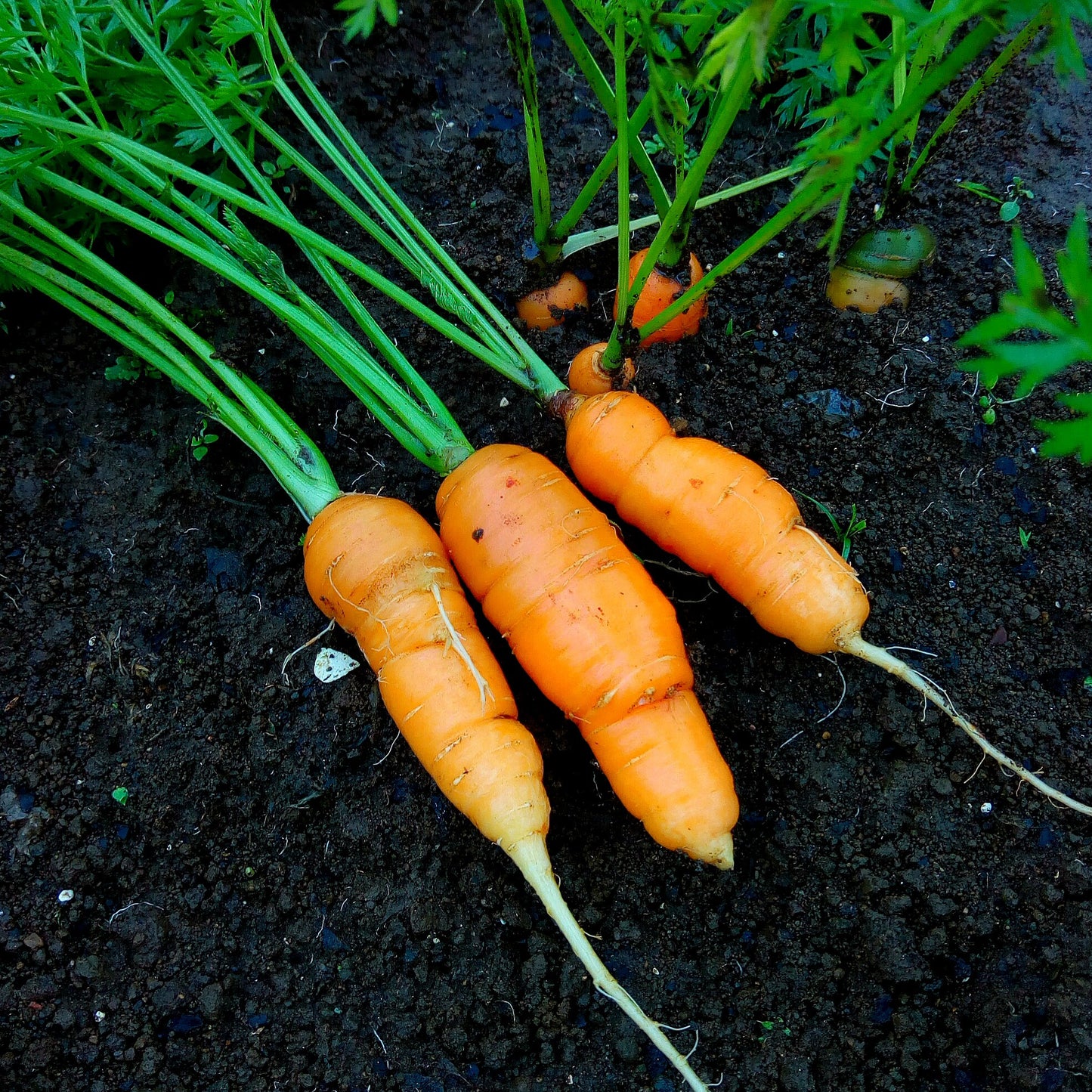 Carrot - Nantes Baby Type