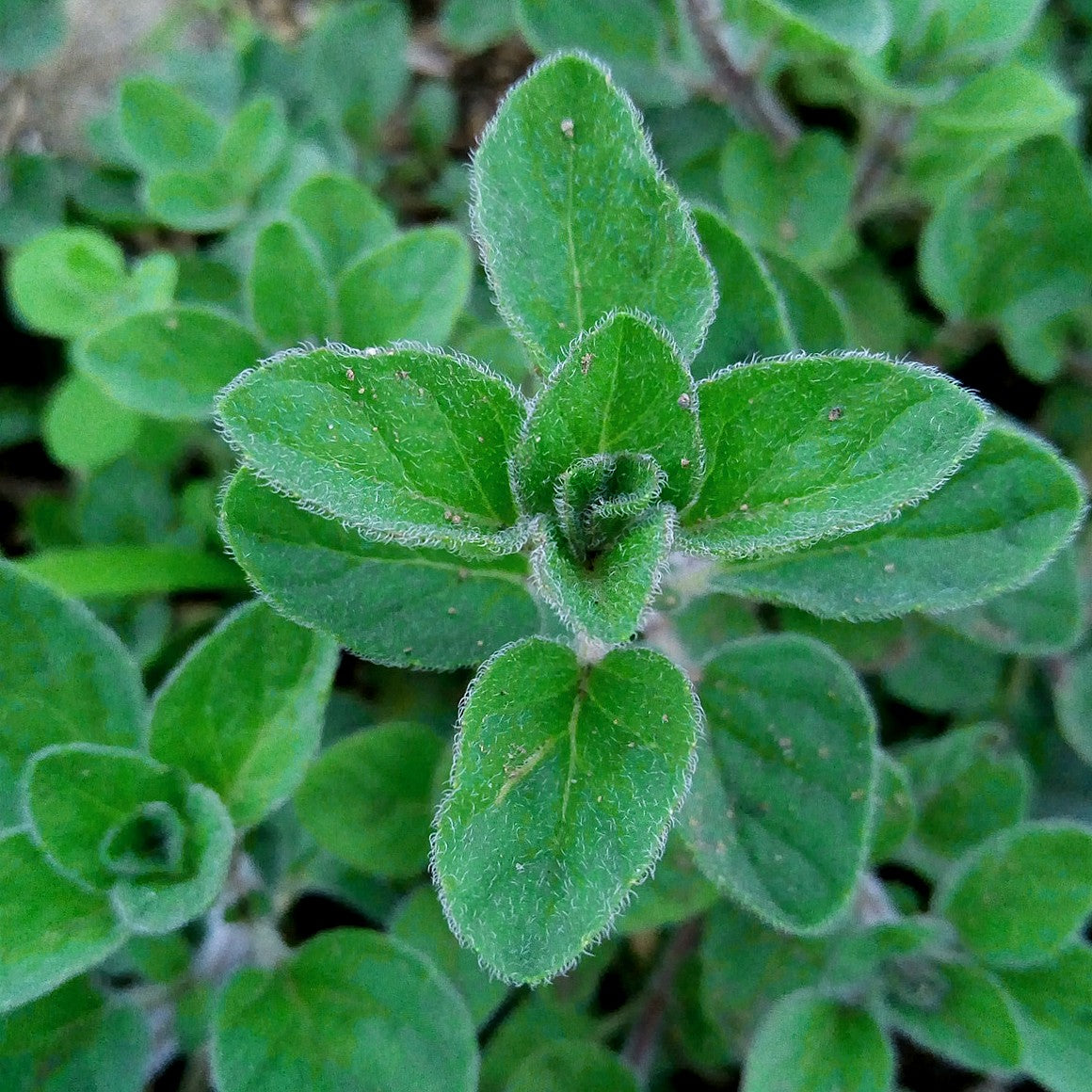 Oregano - Greek