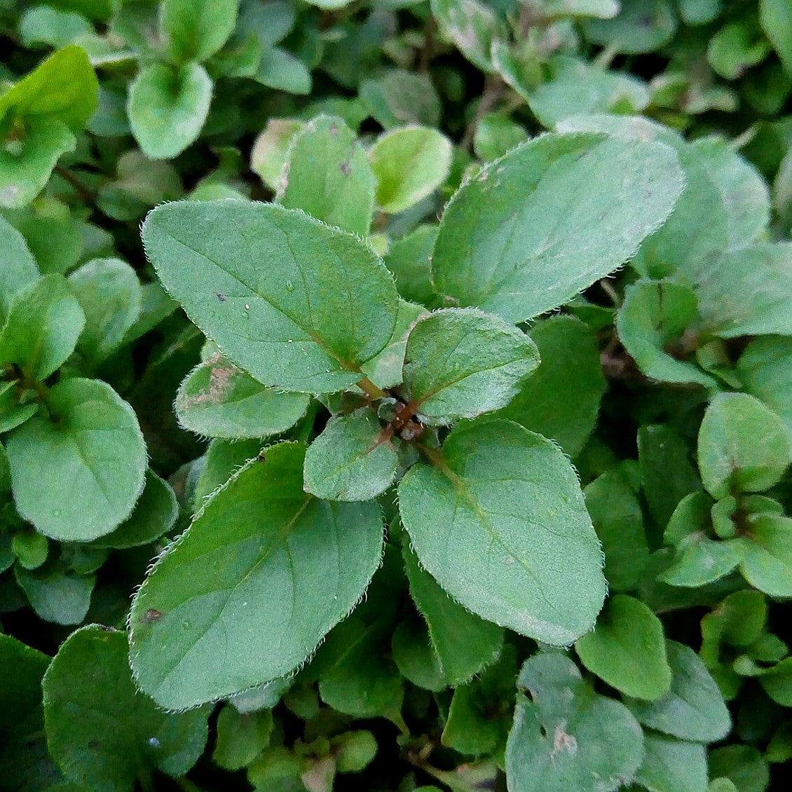 Oregano, "Dark Leaf"
