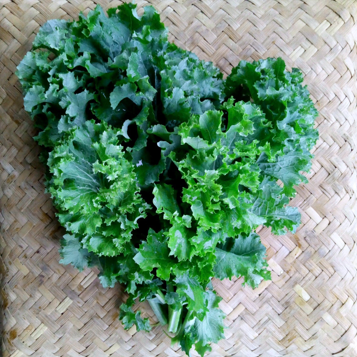 Kale, Siberian White