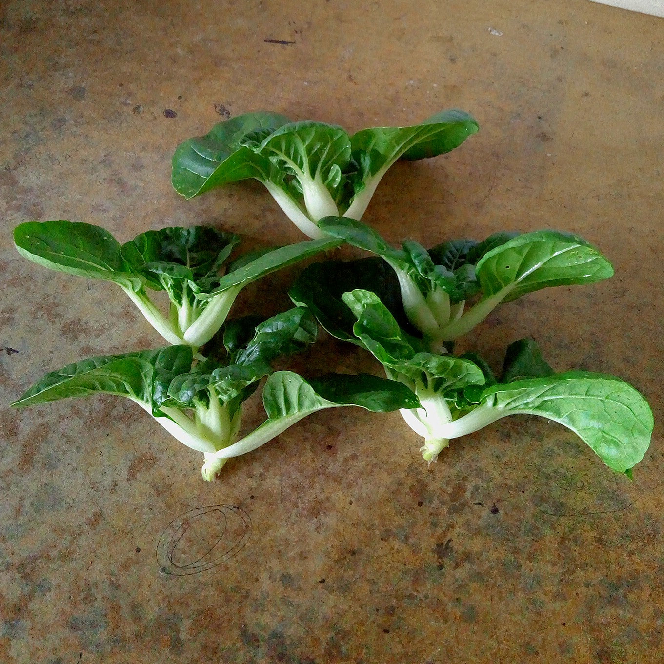 Bok Choy, Mini Baby