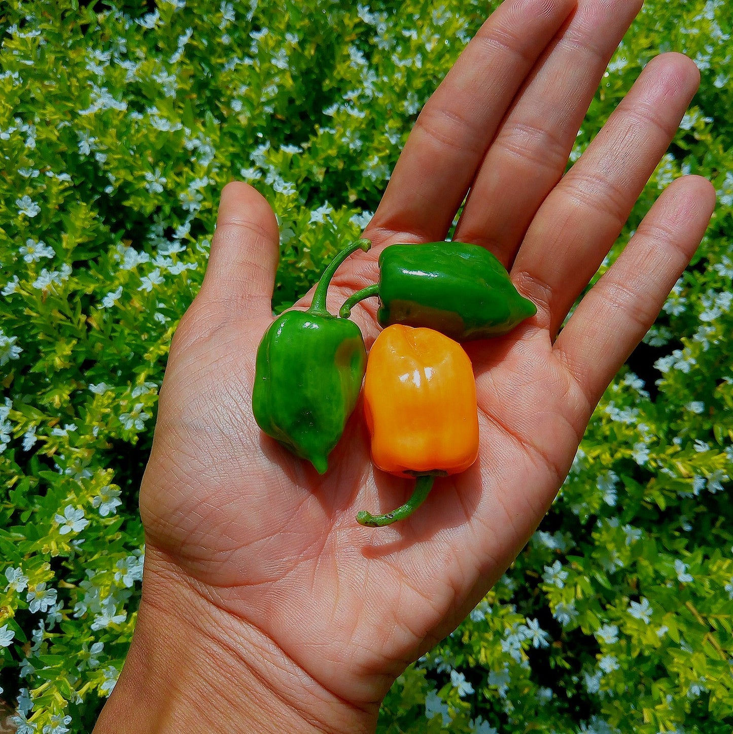 Chili, Mix of Peppers