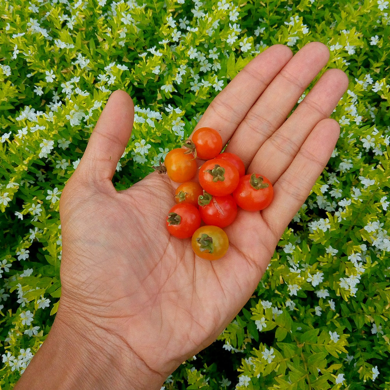Tomato, Cherry - Red Heirloom