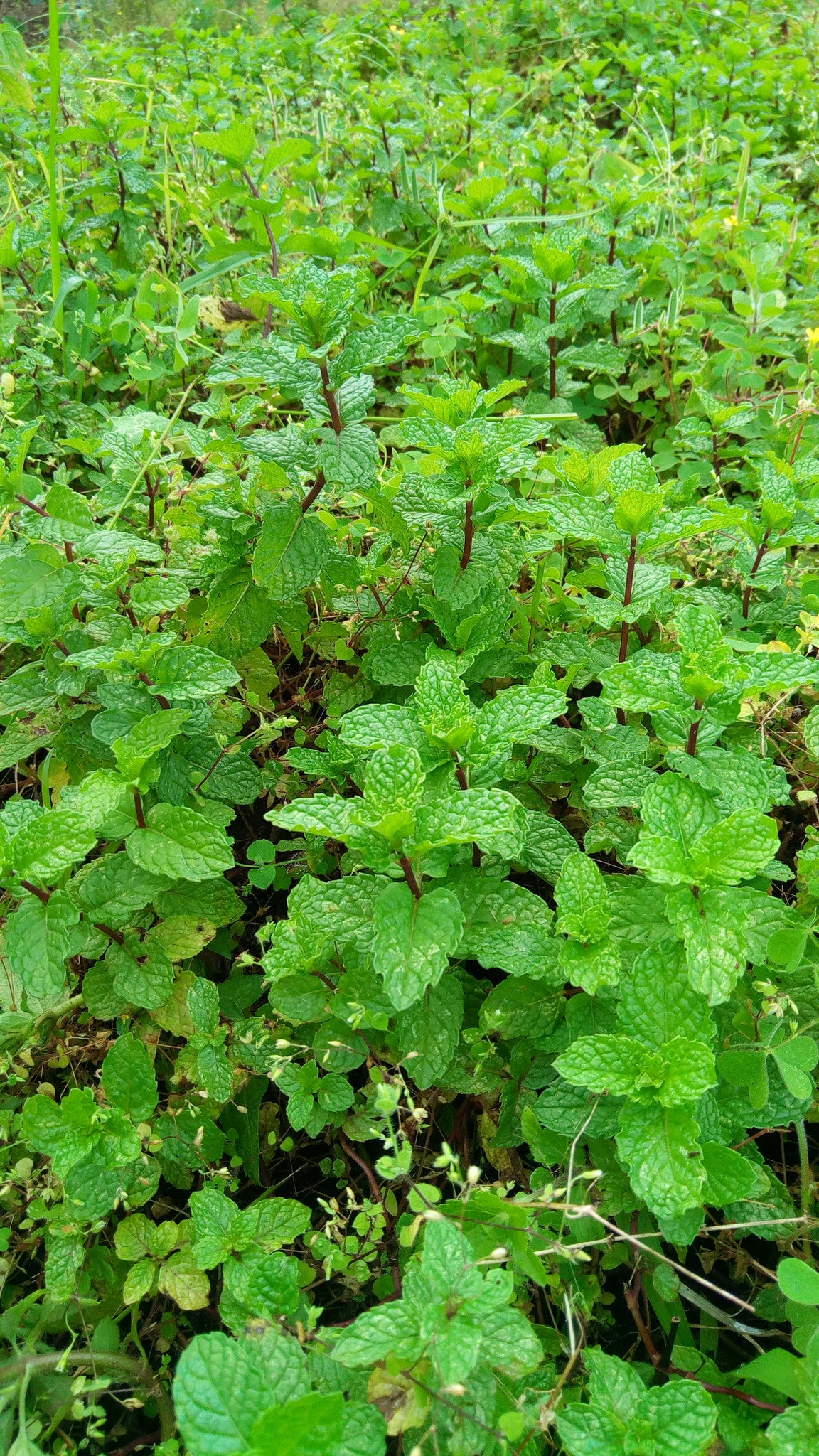 Mint - Spearmint - Double Mint