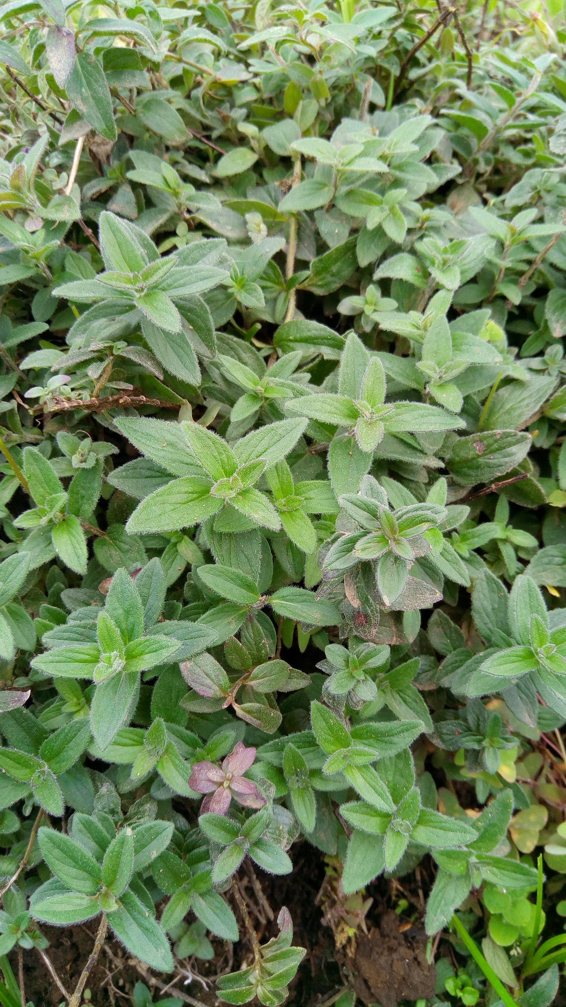 Mint - Horsemint