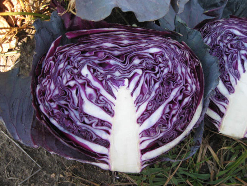 Cabbage, Red