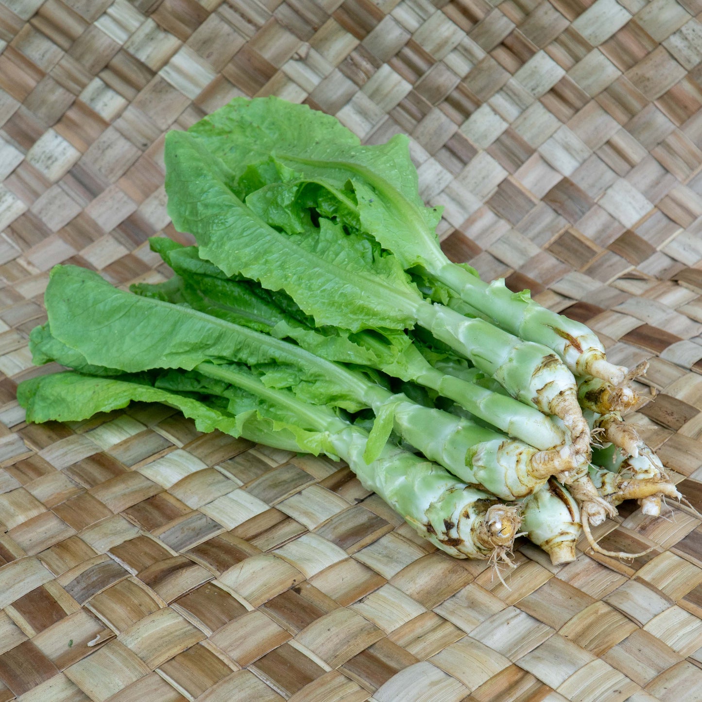 Celtuce