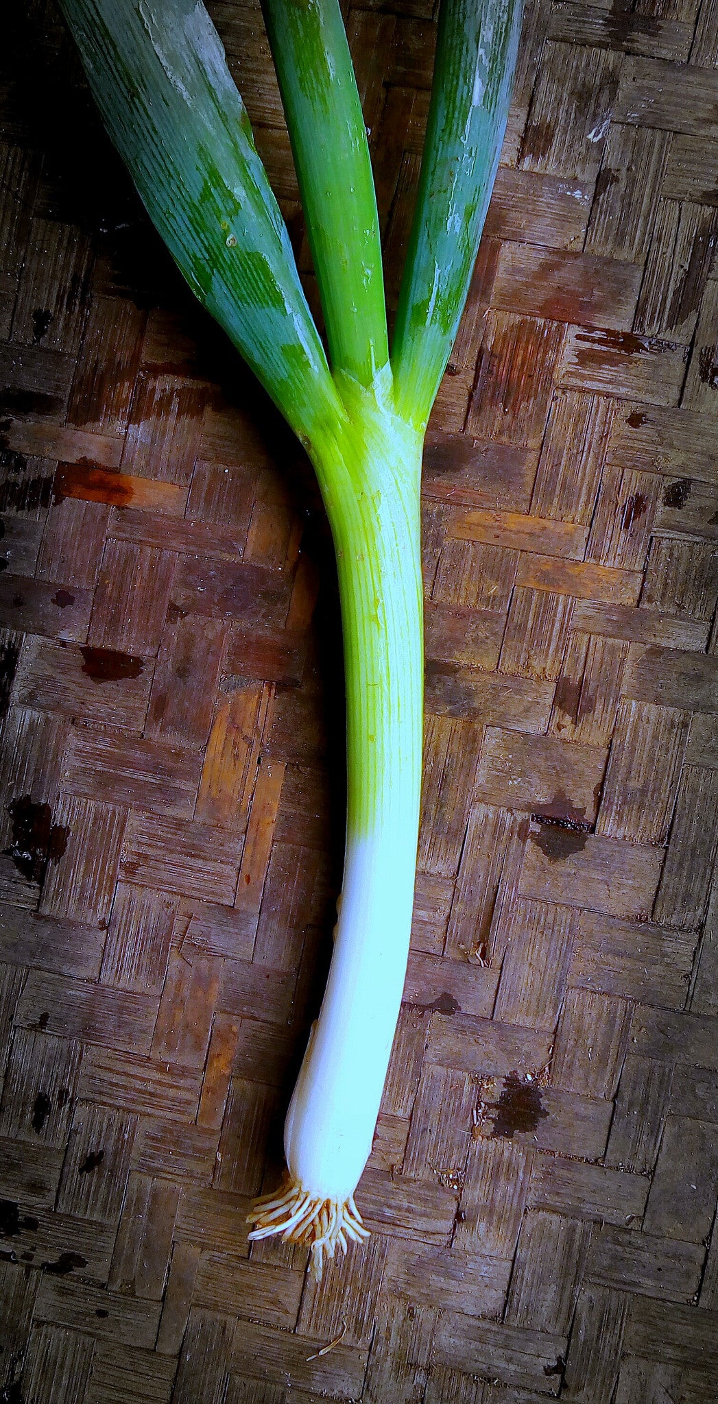 Onion Leaf - Bunching Onion