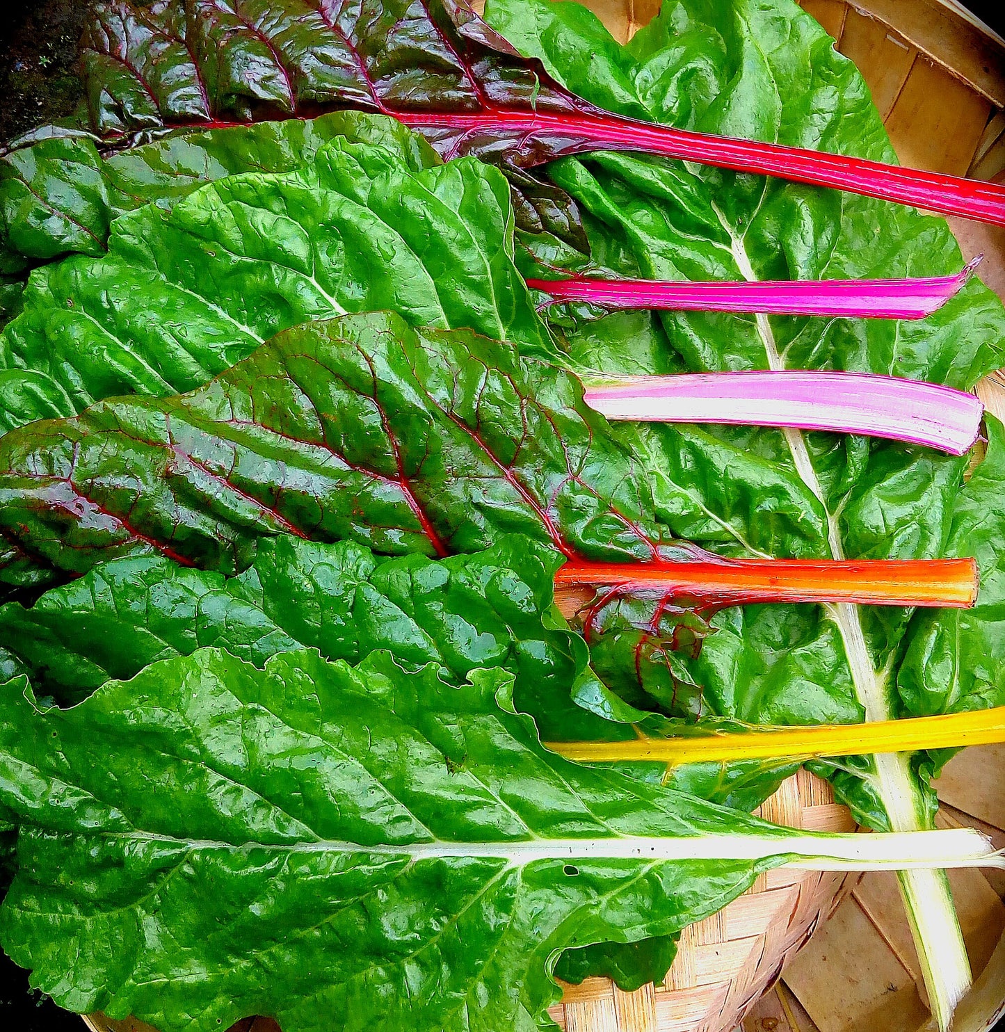 Swisschard, Rainbow