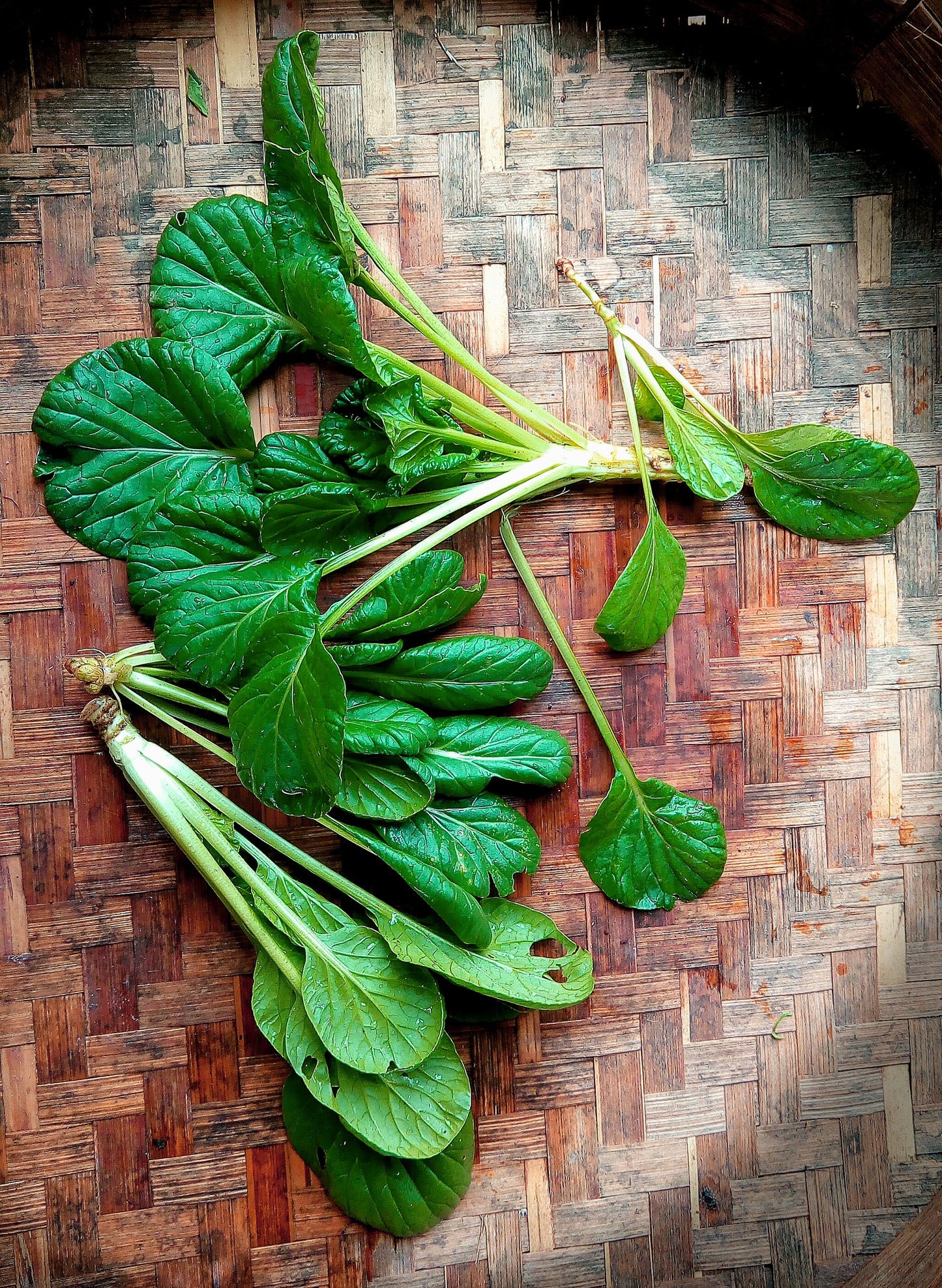 Asian Greens, Tatsoi - Rosette Bok Choy, Bunch - 300 g