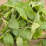Arugula - Baby