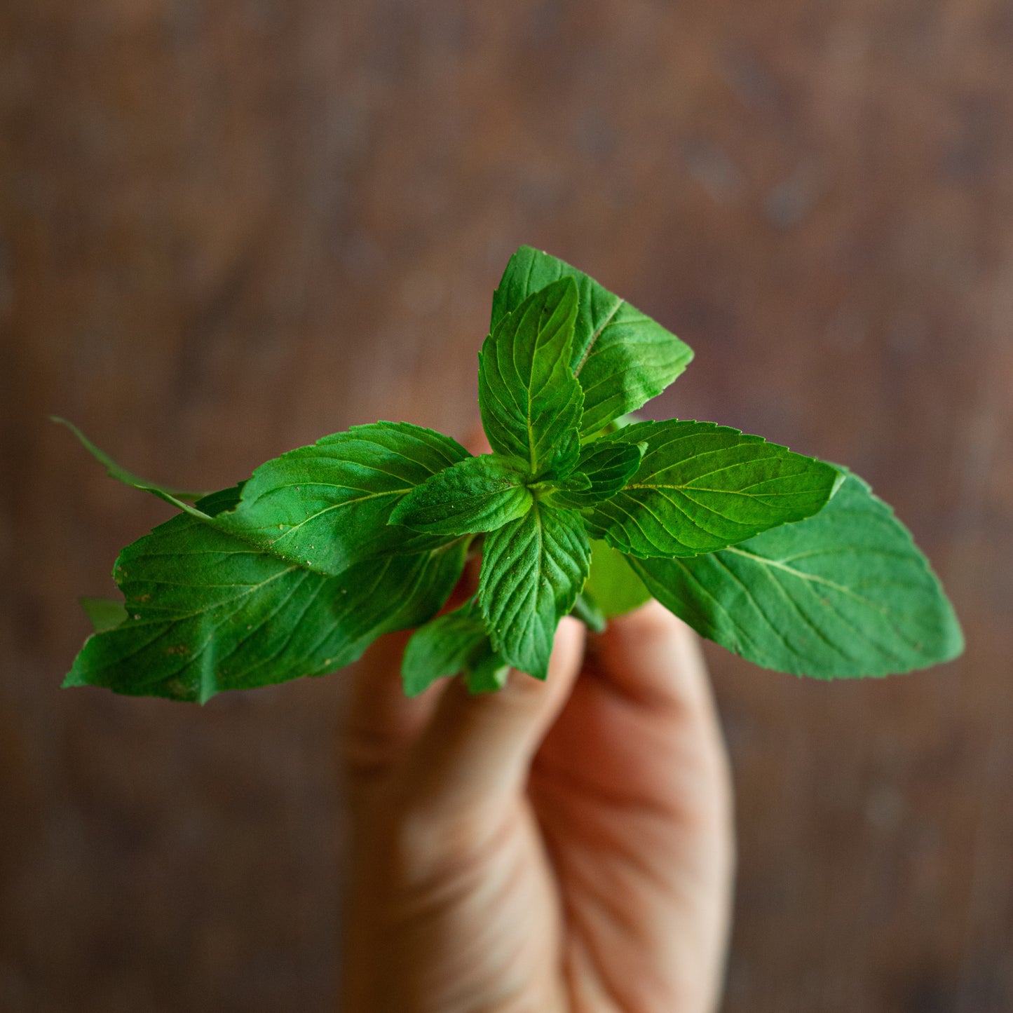 Mint - Australian