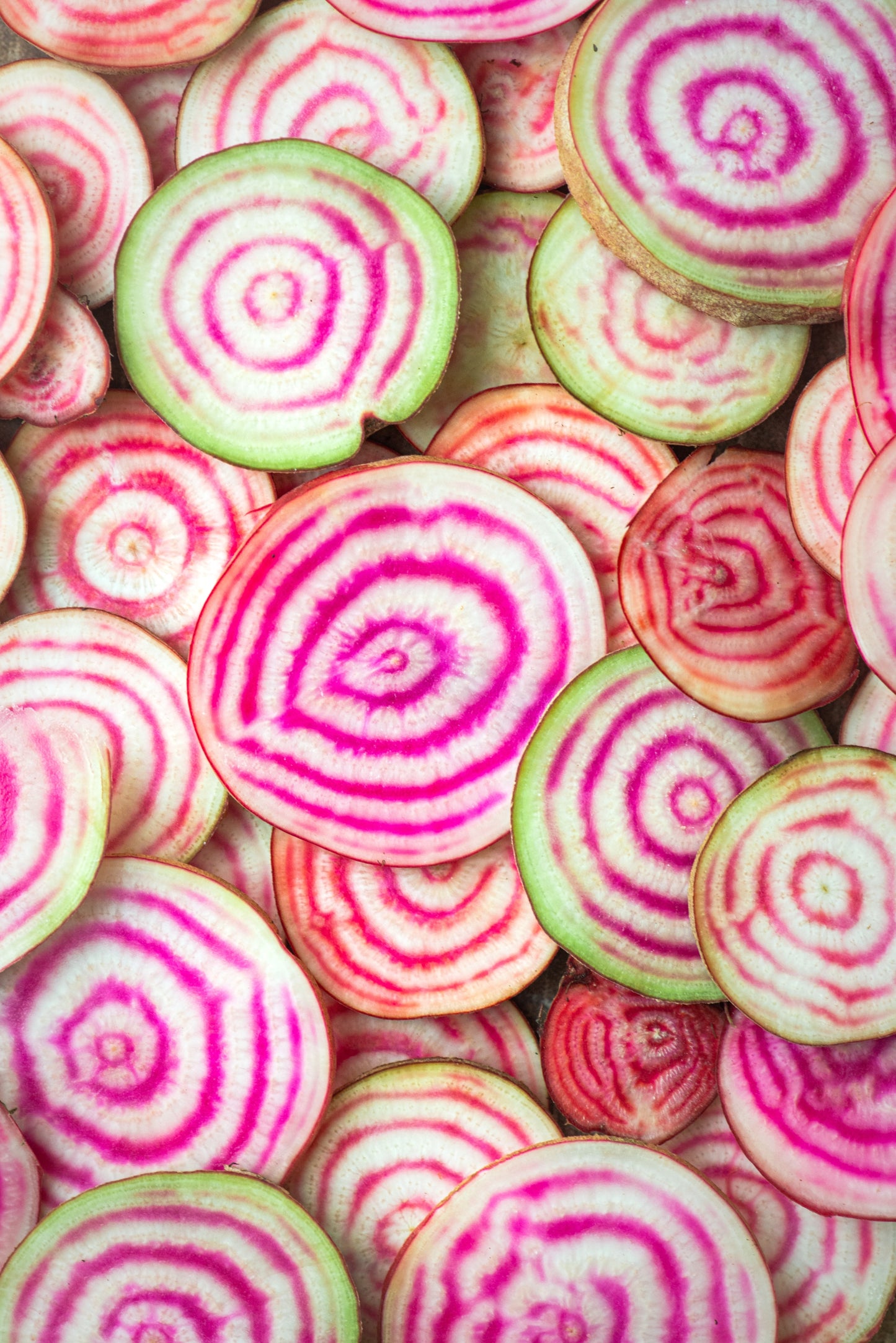 Beetroot - Candystripe