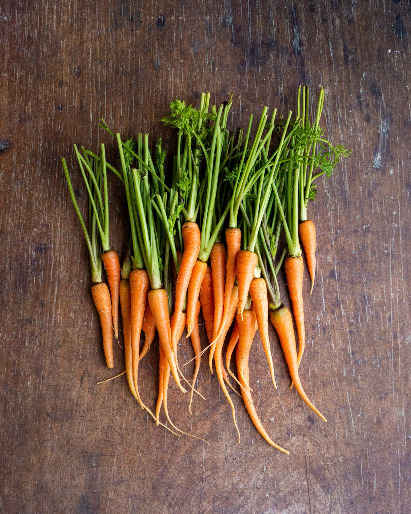 Carrot - Chantennay Baby Type