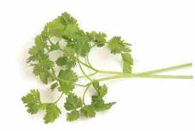 Chervil