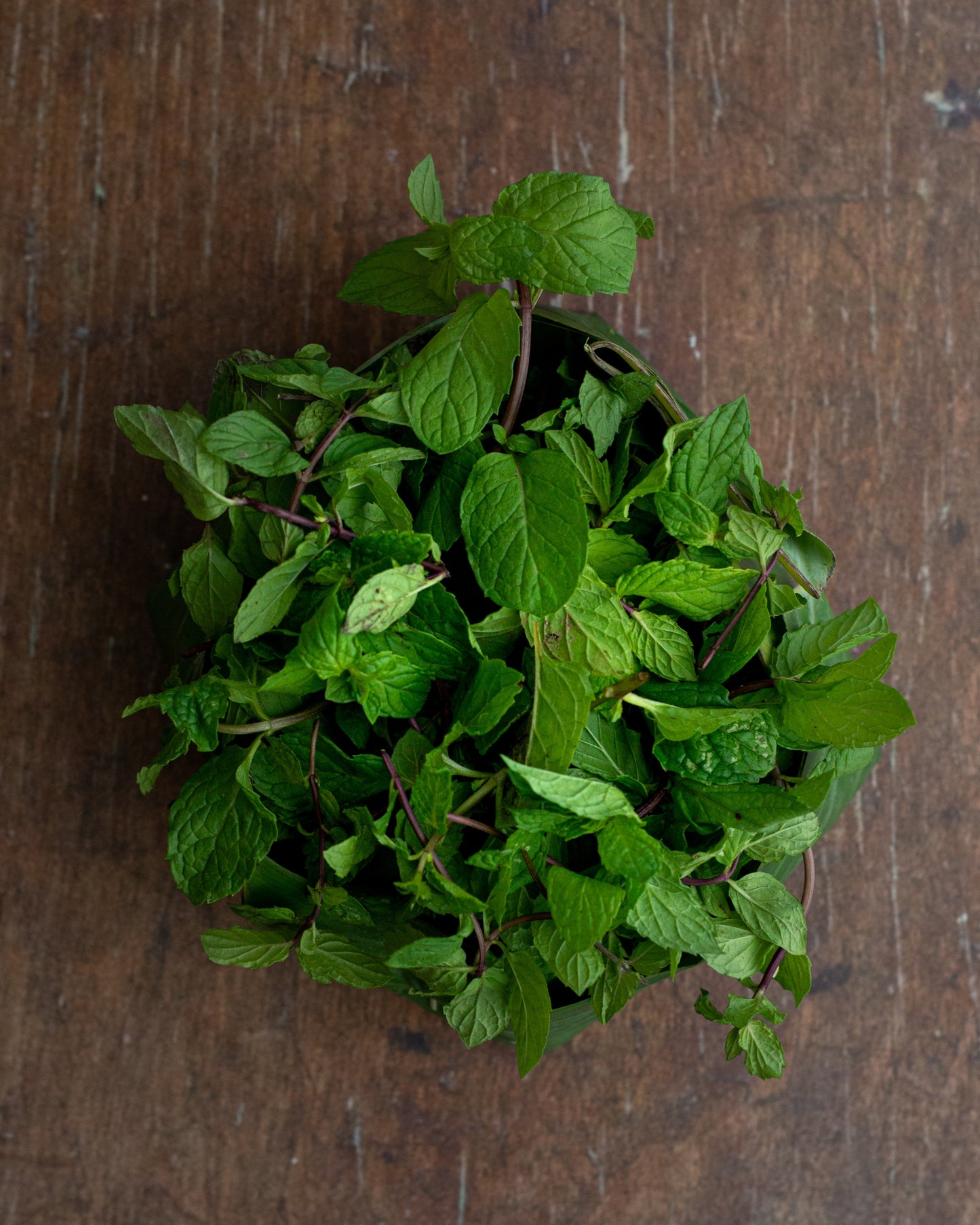 Mint, English Garden