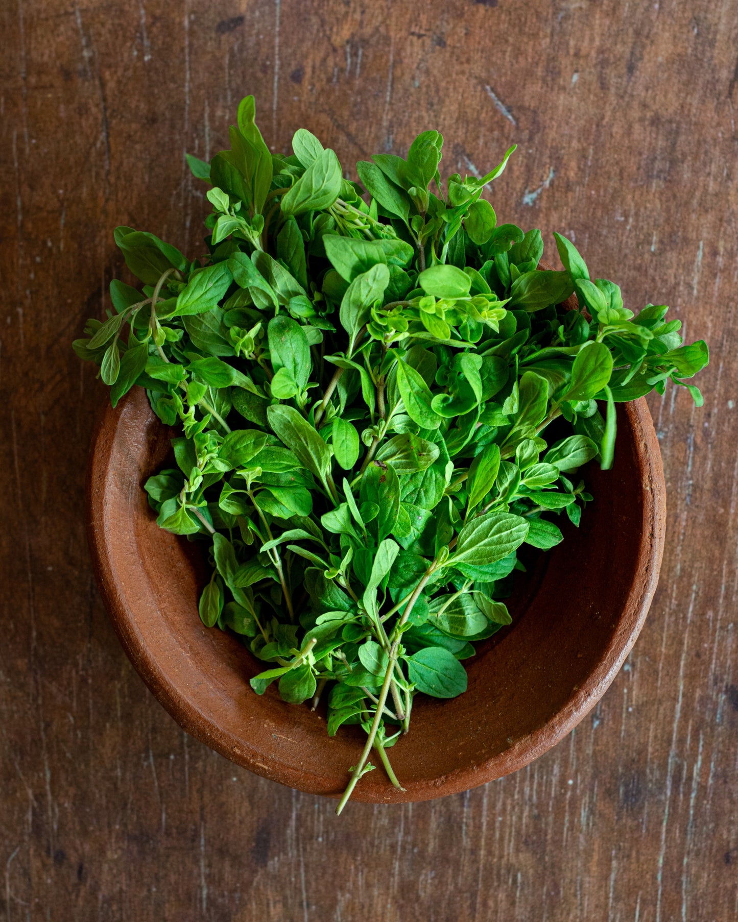 Oregano - Greek
