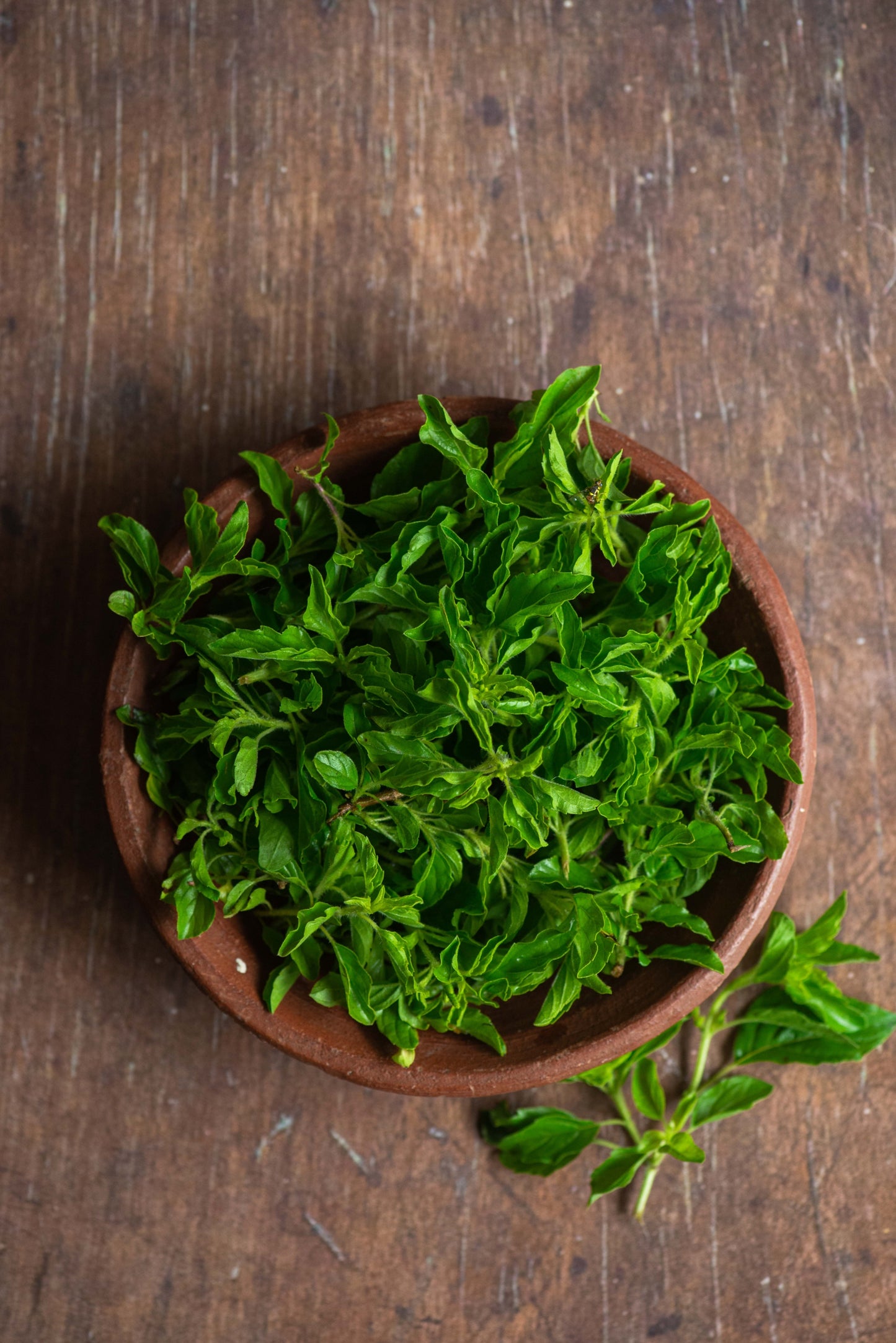 Basil, Holy/ Kapoor Tulsi