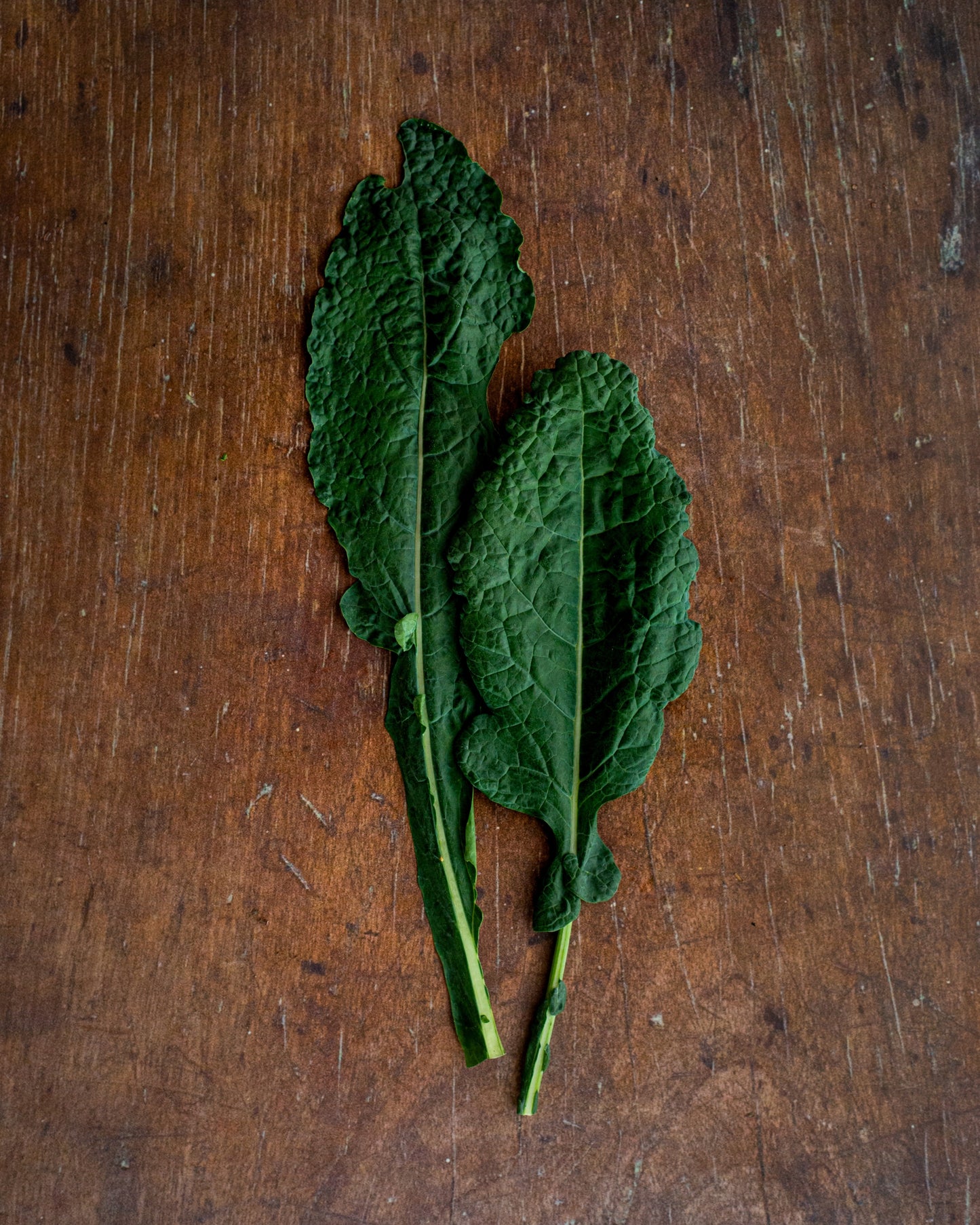 Kale - Black Toscano