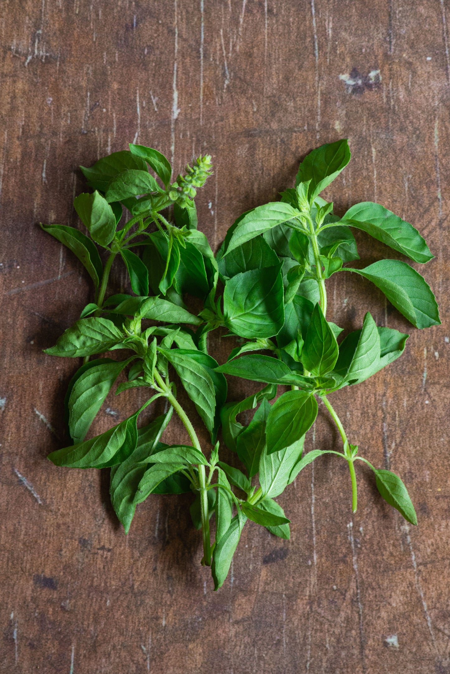 Basil, Lemon/Kemangi