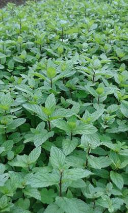Mint, English Garden