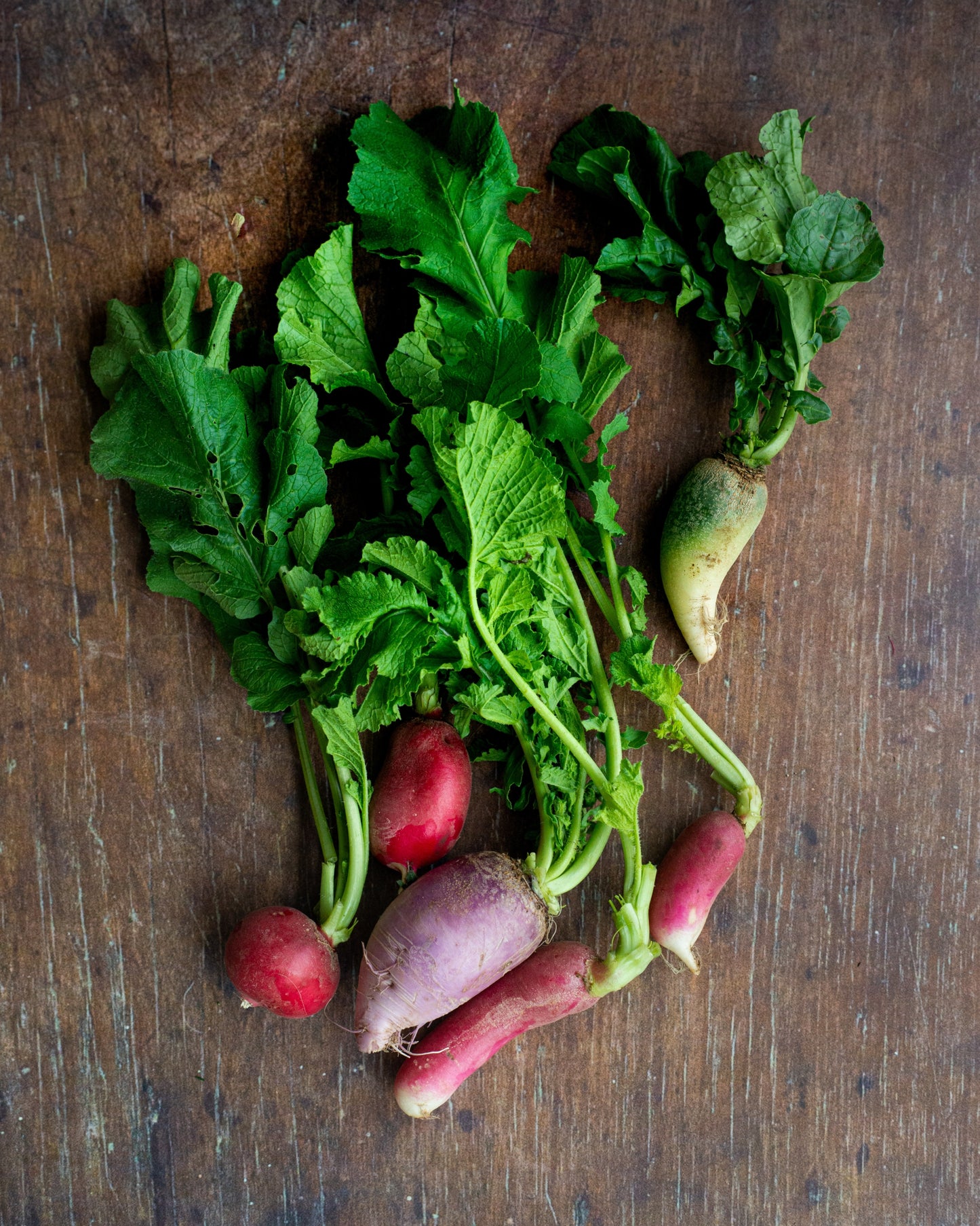 Radish, Seasonal Mix