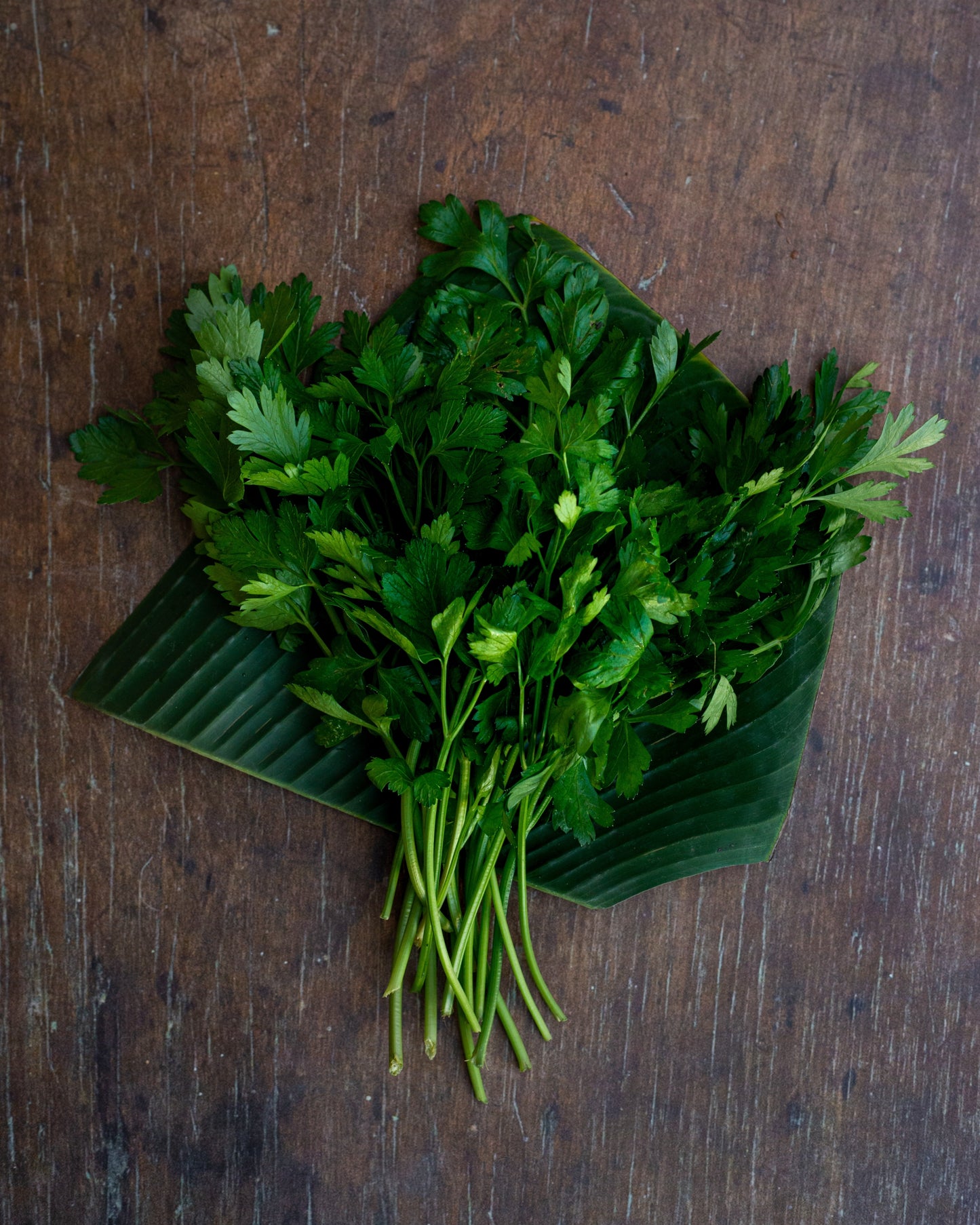 Parsley - Italian/ Flat Leaf
