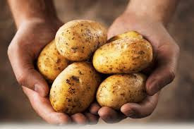 Potato - Matured