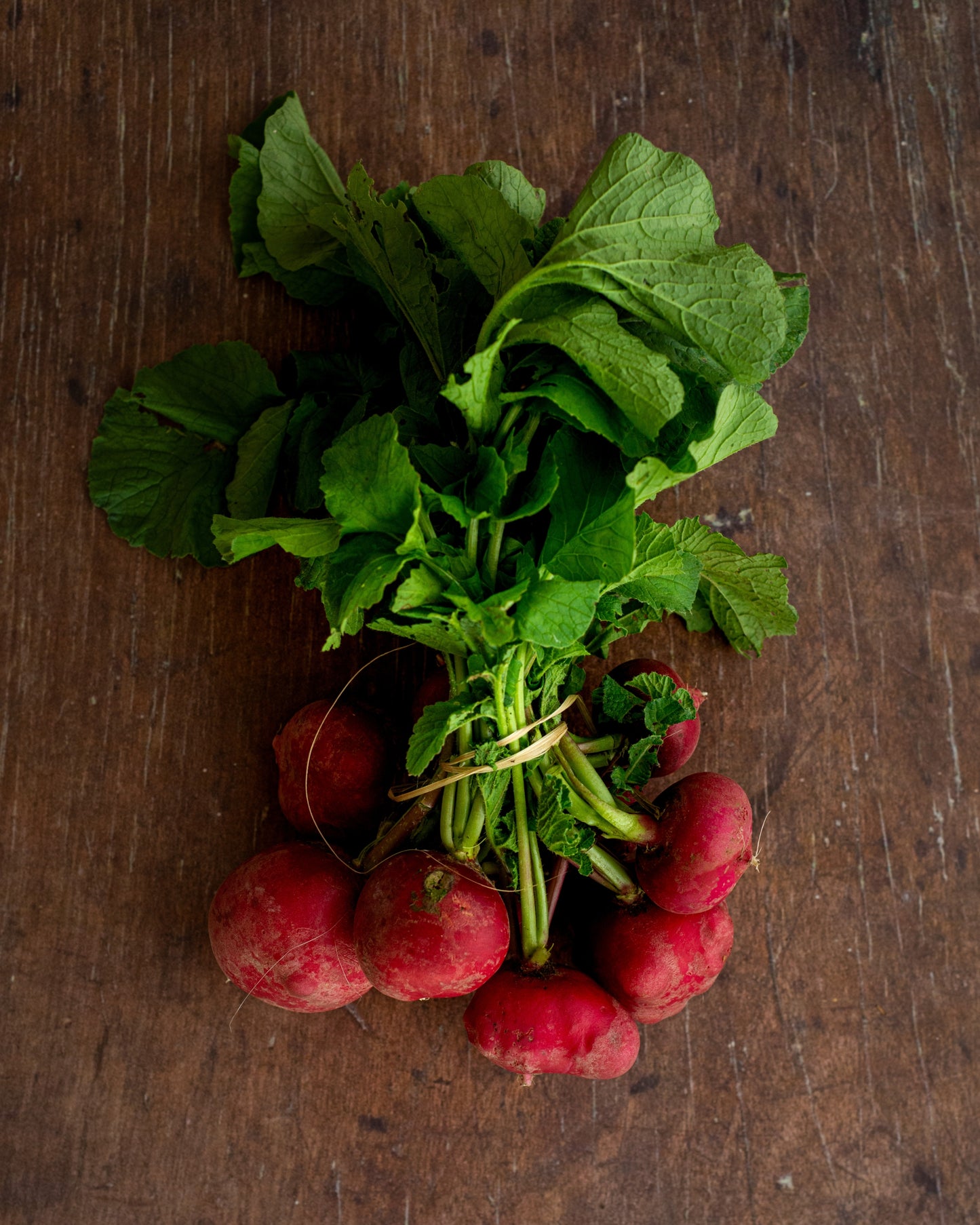 Radish, Red