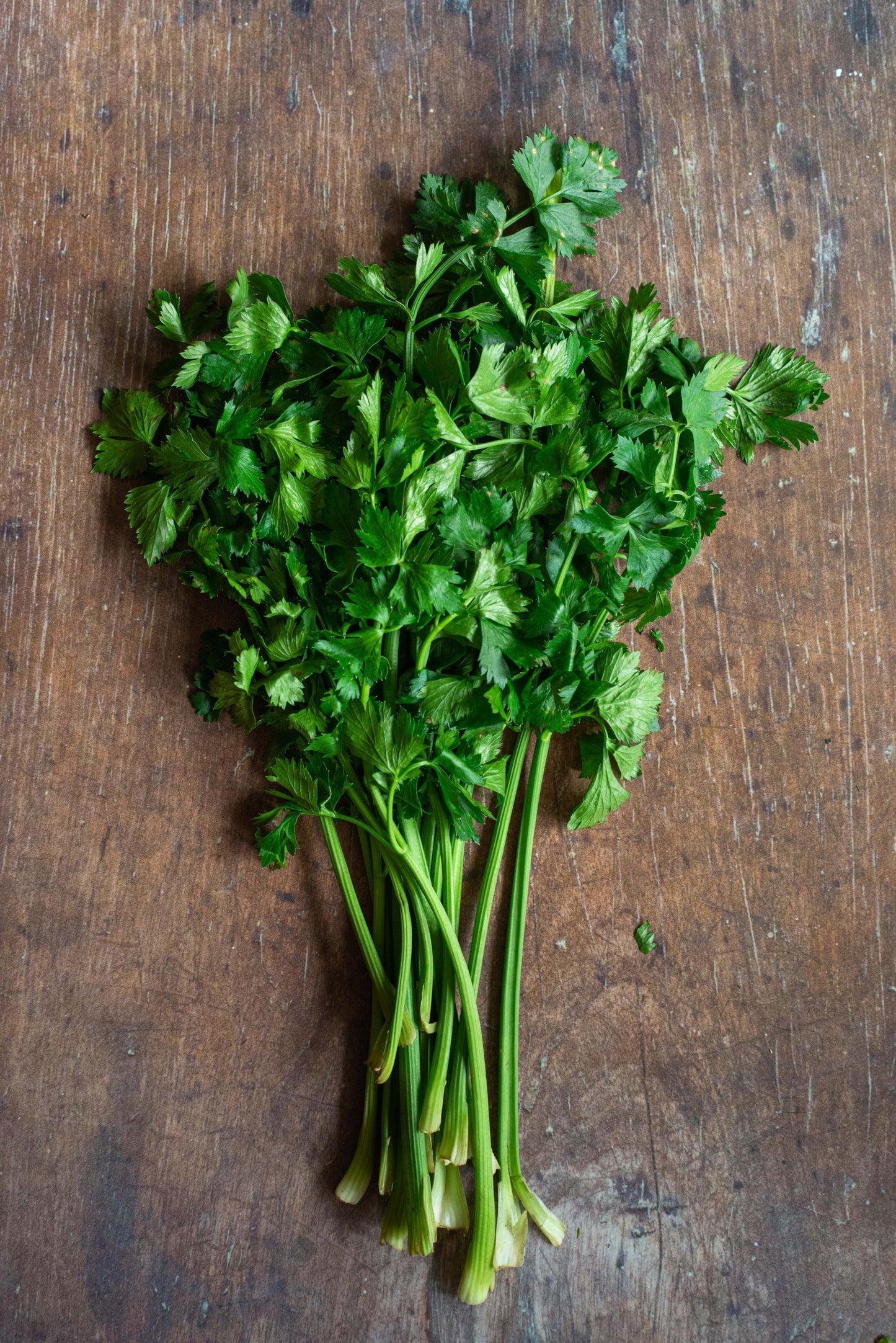 Celery Leaf Cutting - Seledri