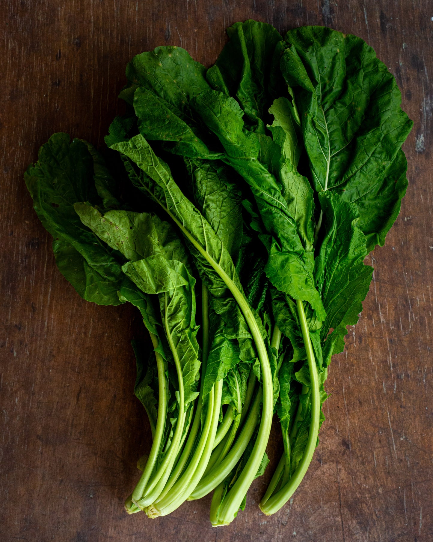 Kale, Siberian White