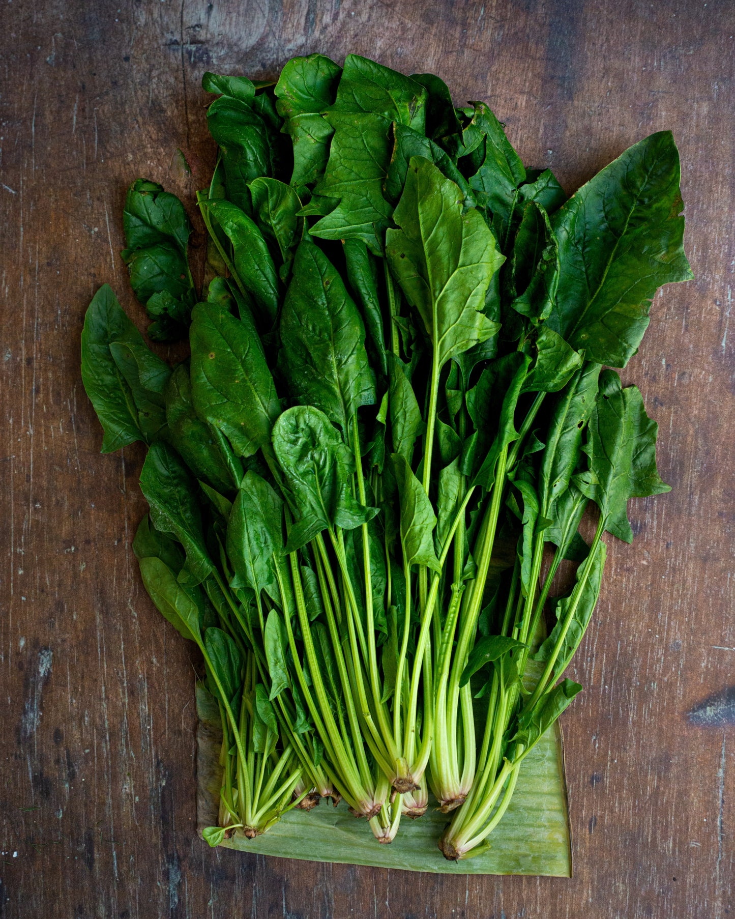 Spinach, English - Bunch