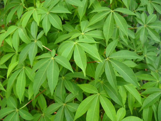 Daun Singkong Bumbu Woku