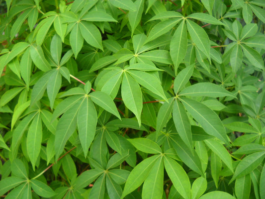 Daun Singkong Bumbu Woku