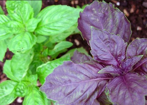 Basil Pesto
