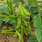 Edamame - 250 g