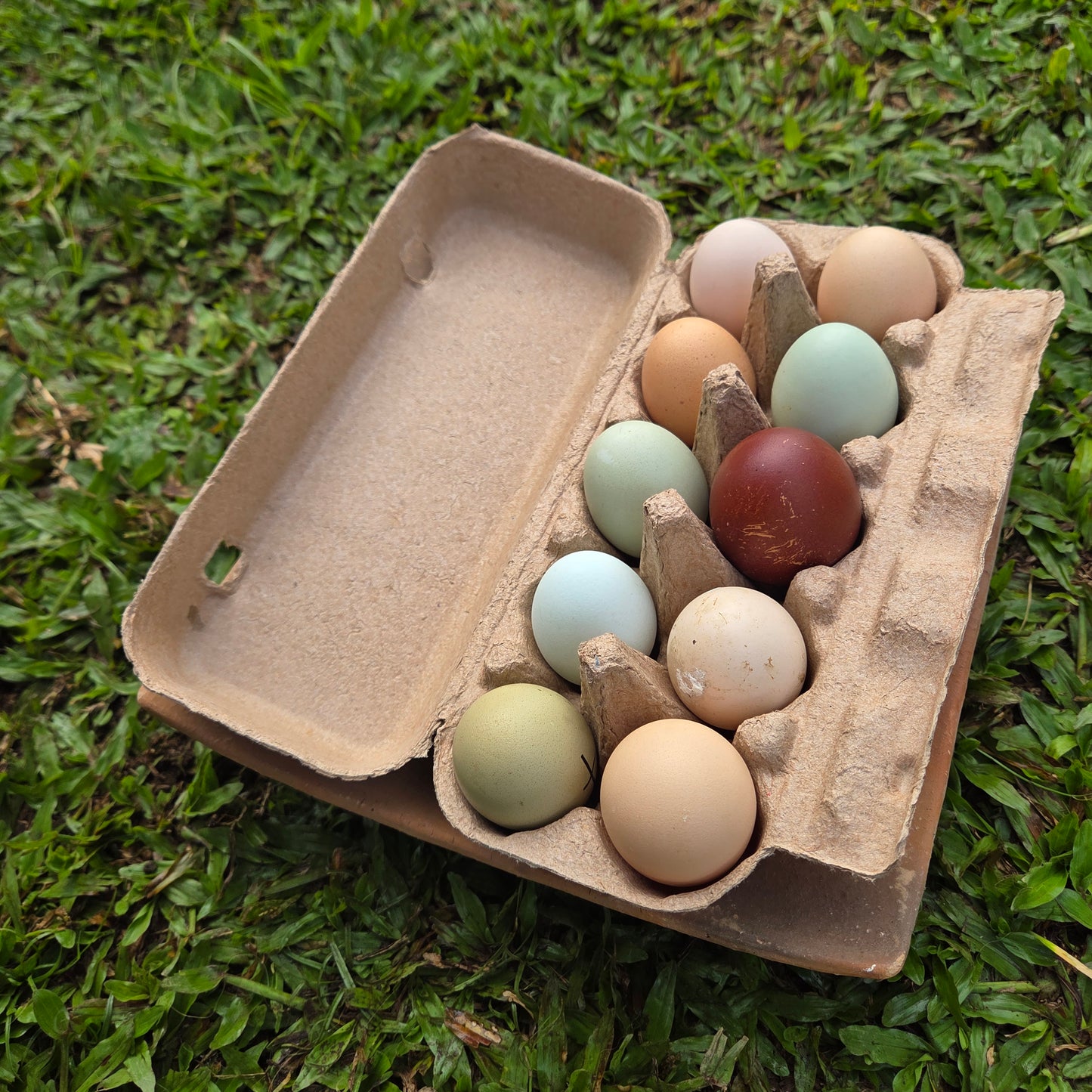 Eggs - Free Range - Chicken - Heritage
