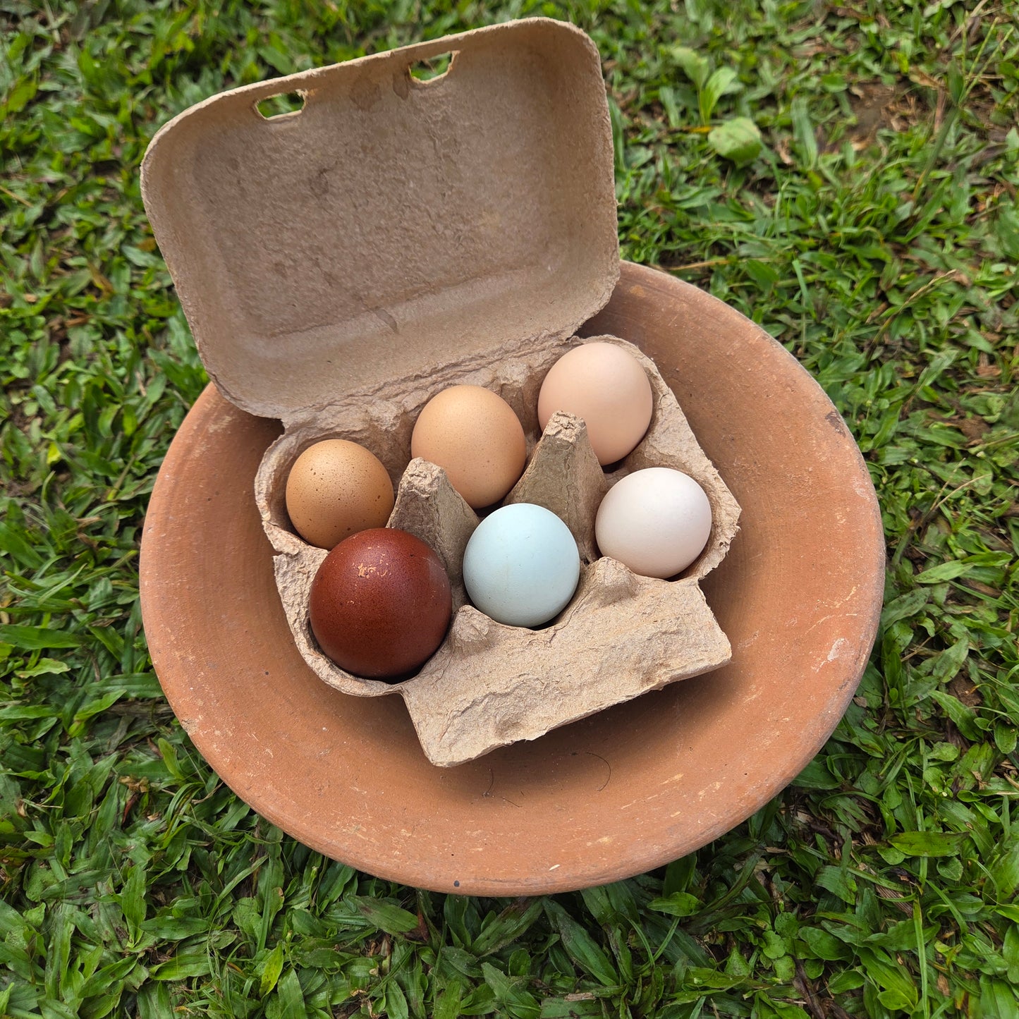 Eggs - Free Range - Chicken - Heritage