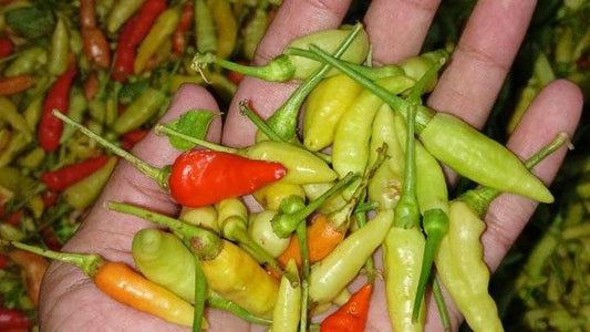 Chili Pepper - Hot - Birds Eye - Green