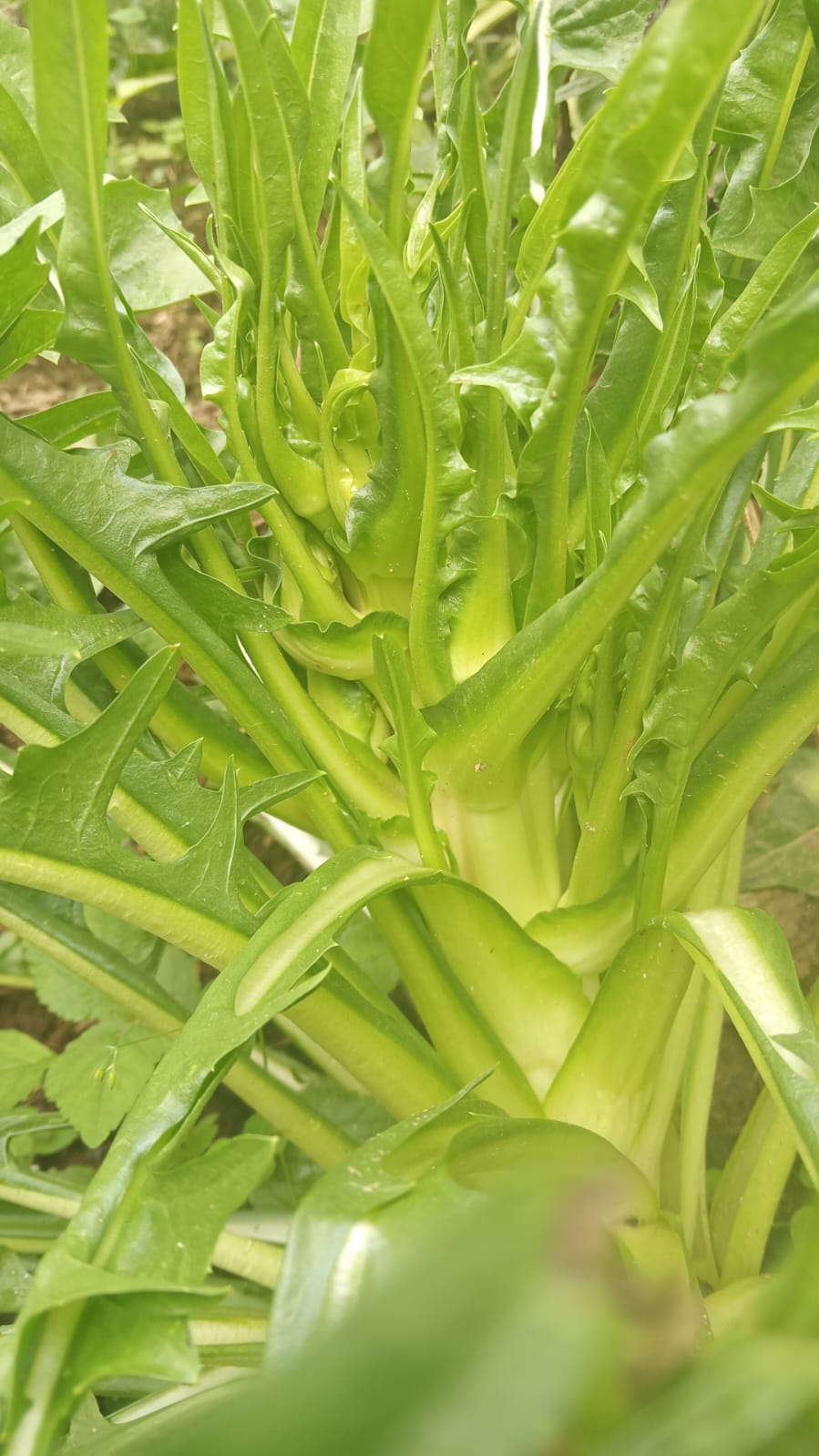 Chicory, Puntarelle