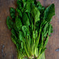 Spinach - Japanese Horenzo