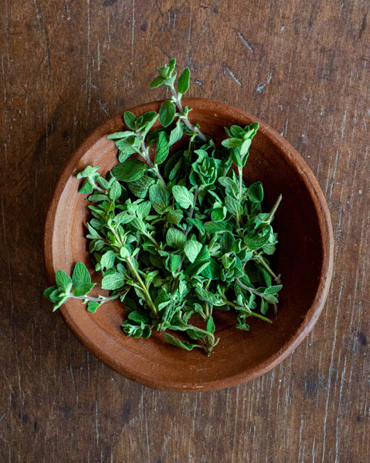 Oregano, "Dark Leaf"