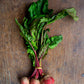 Beetroot, Candystripe