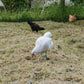 Eggs - Free Range - Chicken - Heritage